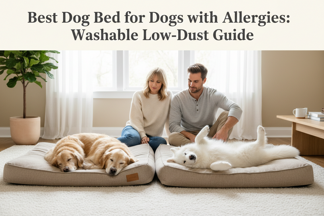 Best Dog Bed for Dogs with Allergies: Washable Low-Dust Guide