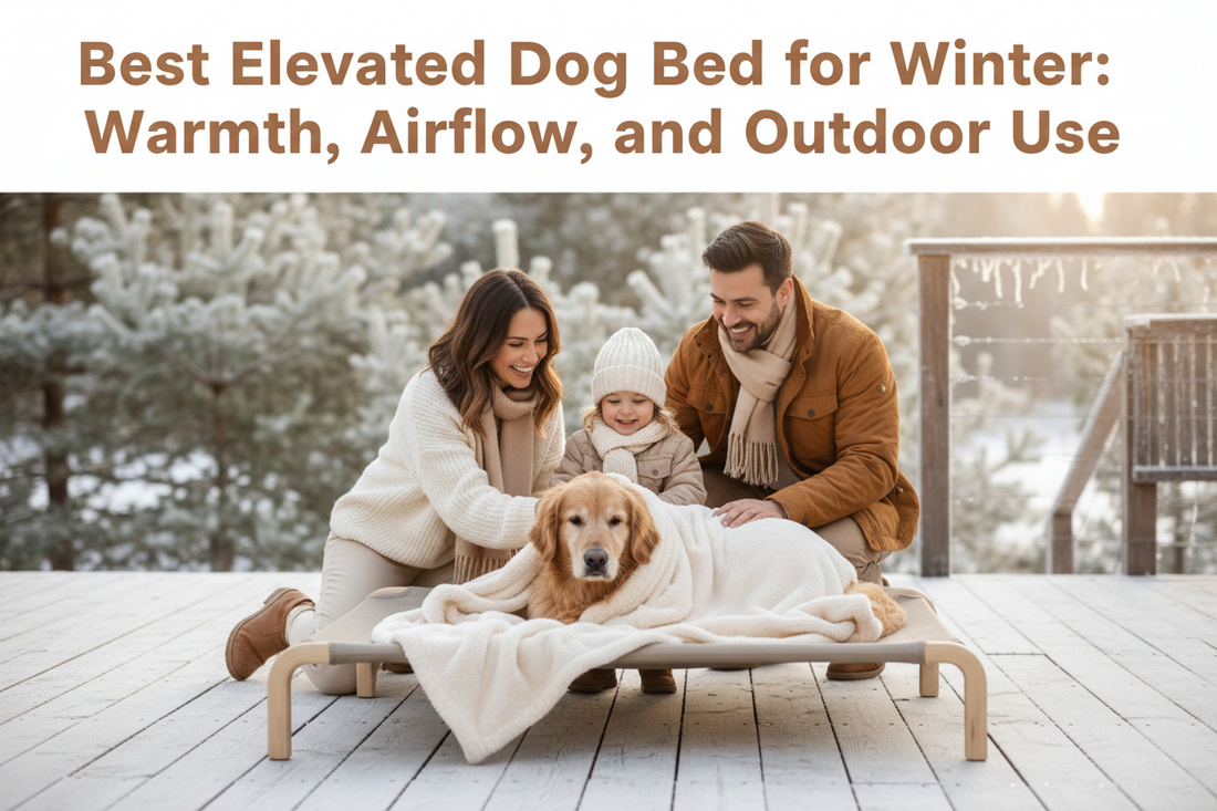 Best Elevated Dog Bed for Winter: Warmth, Airflow, and Outdoor Use
