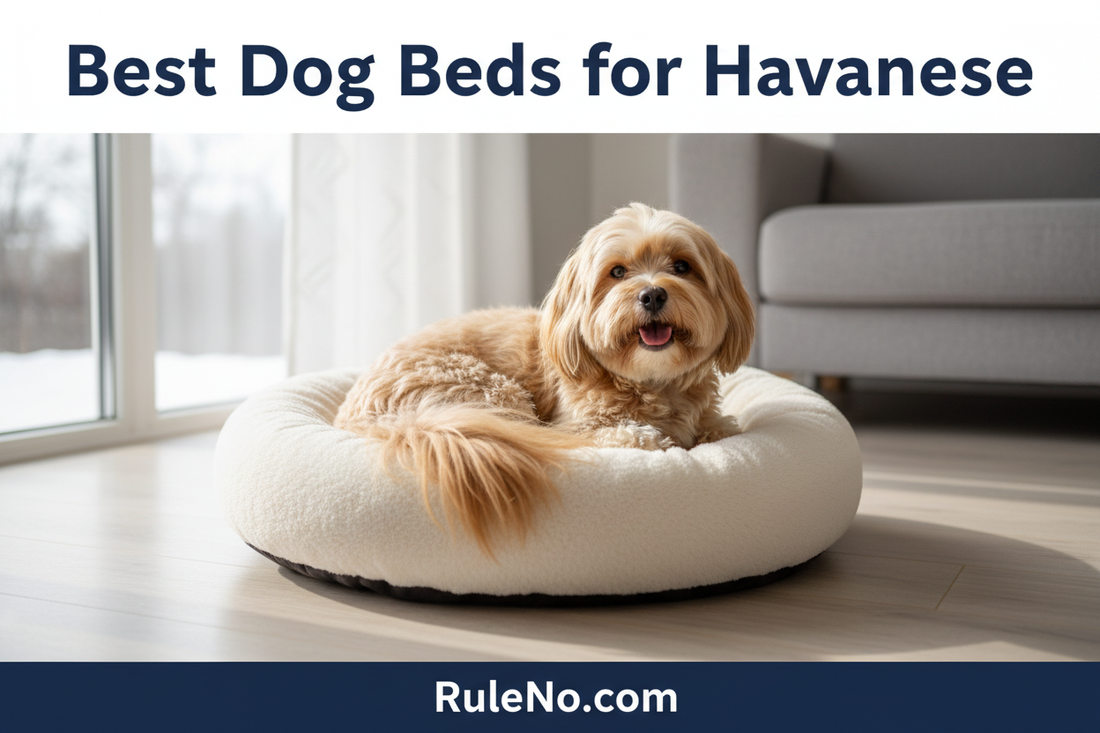 A happy Havanese with a long silky light-gold coat curled up in a plush cream round donut pet bed in a cozy winter living room, with the article title Best Dog Beds for Havanese and a RuleNo.com banner