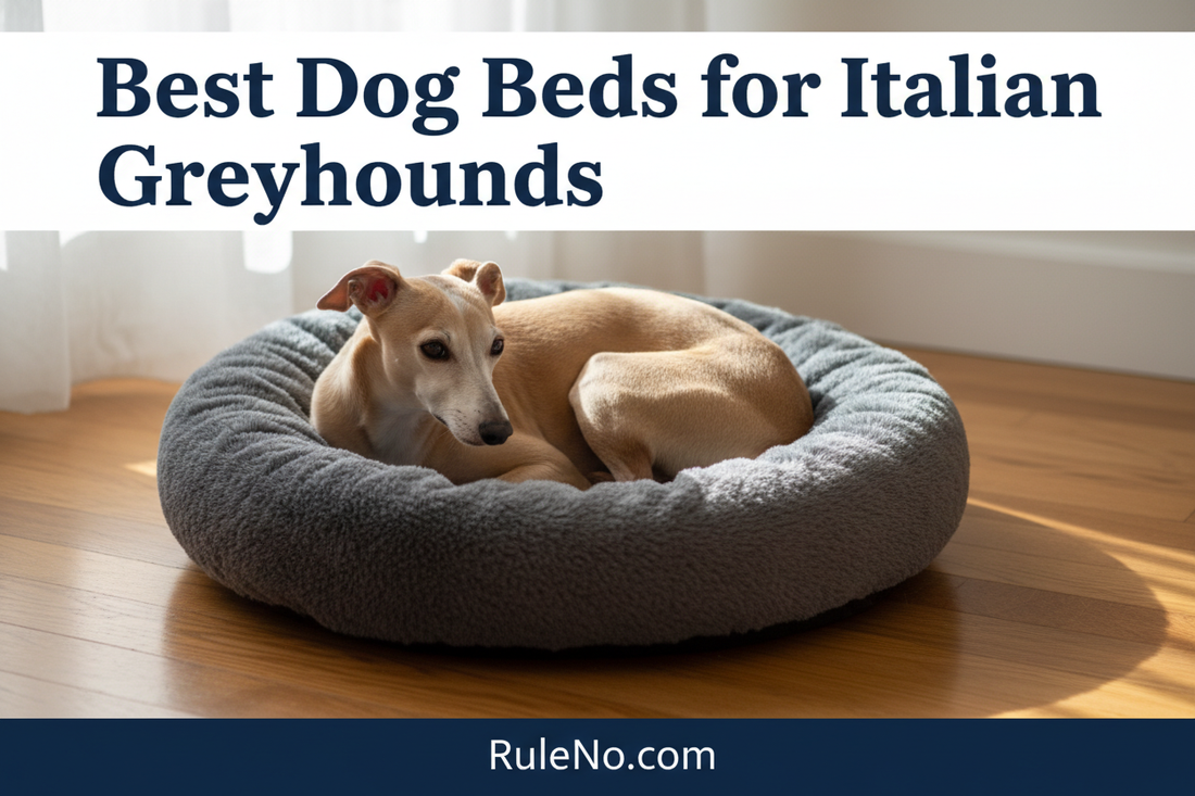 An Italian Greyhound curled in a plush charcoal round donut dog bed, with the title Best Dog Beds for Italian Greyhounds at the top and RuleNo.com at the bottom