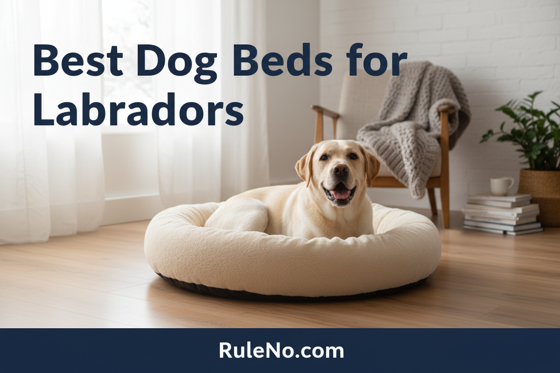 A happy yellow Labrador Retriever curled up in a large plush cream round donut pet bed in a cozy winter living room, with the article title Best Dog Beds for Labradors and a RuleNo.com banner