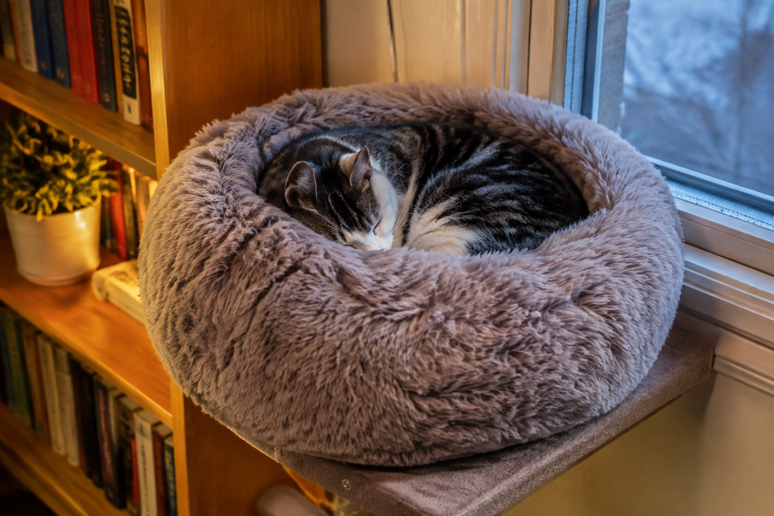 Round faux fur bed near a winter window perch