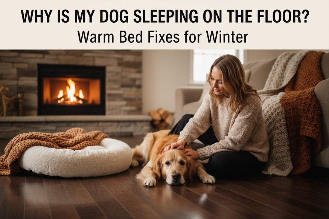 Why Is My Dog Sleeping on the Floor? Warm Bed Fixes for Winter